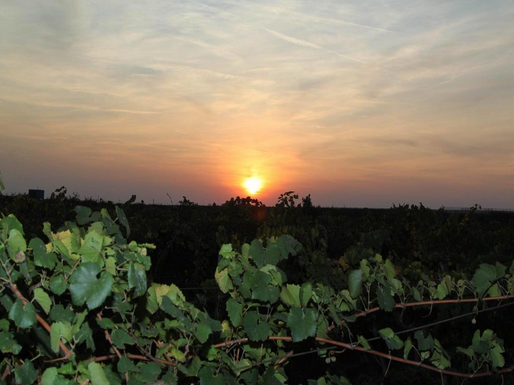 Vinski Dvor Palić エクステリア 写真
